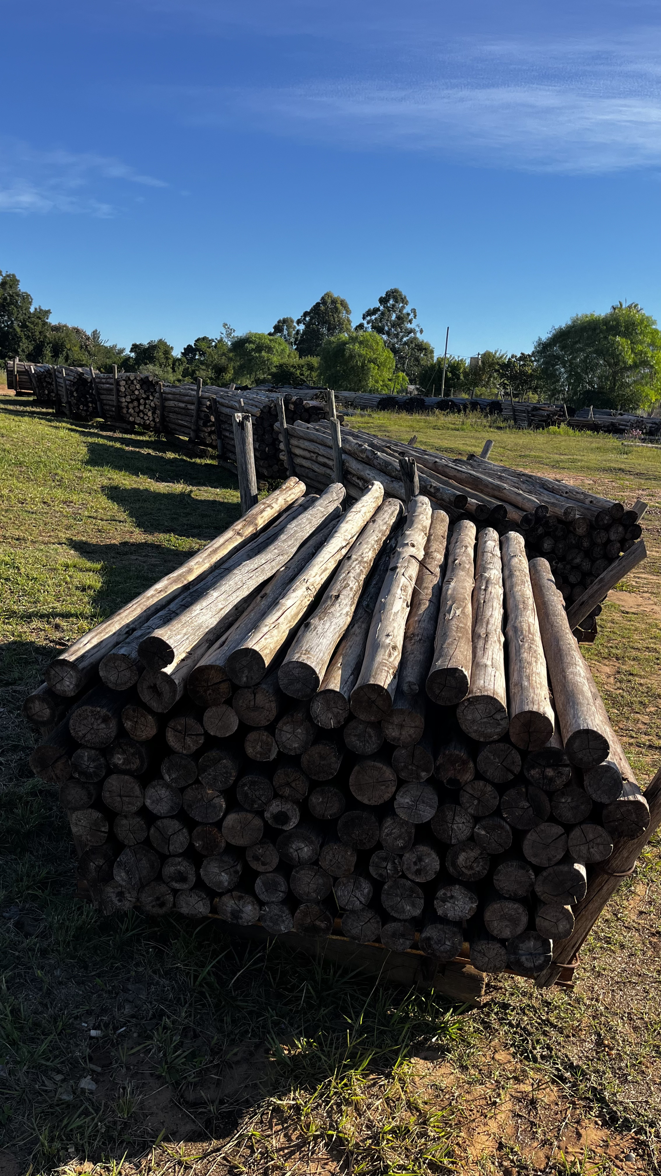 Postes de madera para viñedos - IMPREGSA