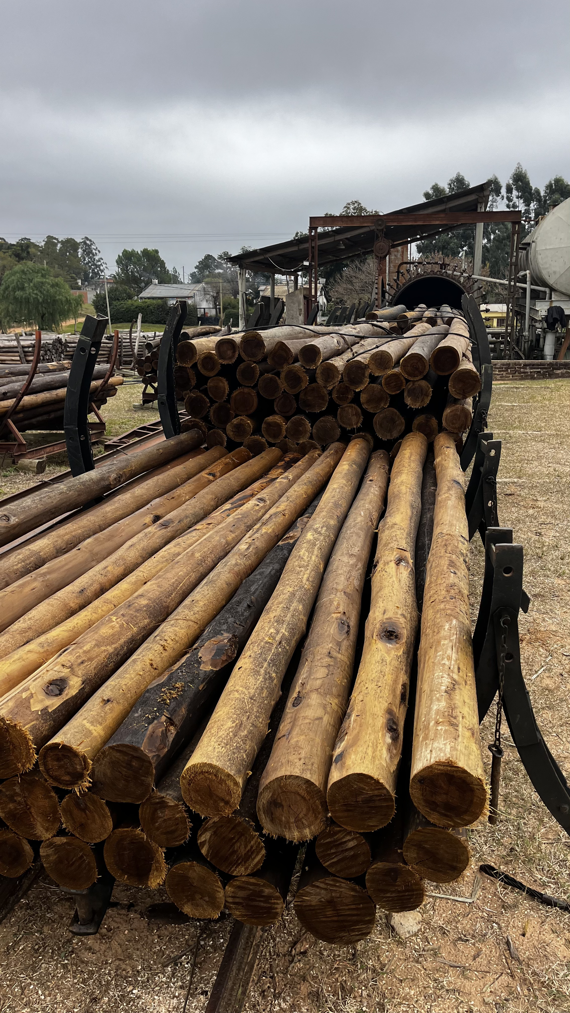 Postes estructurales y rurales de eucalyptus